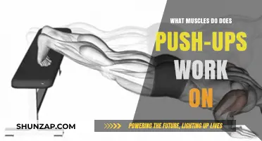 Push-Ups: Targeted Muscles and Full-Body Strength Benefits Explained