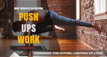 Dolphin Push Ups: Targeted Muscles and Full-Body Benefits Explained