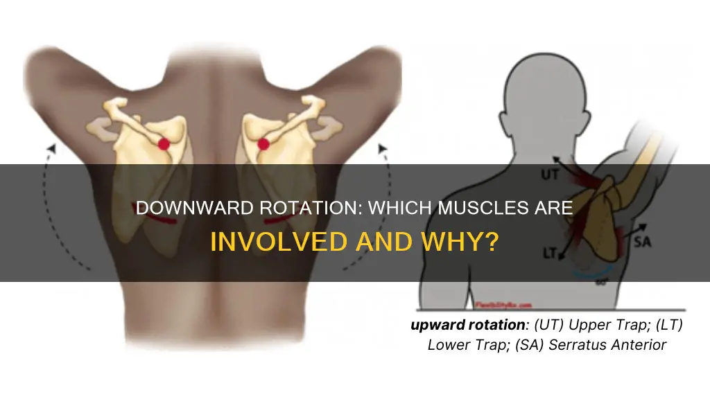 what muscles do downward rotation