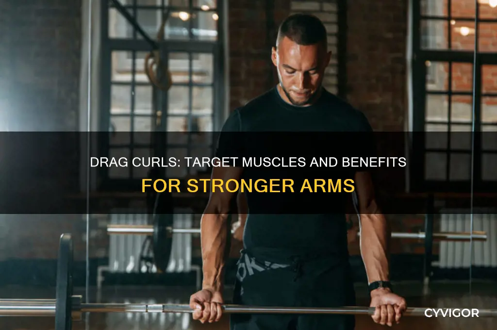 Drag Curls Target Muscles And Benefits For Stronger Arms CyVigor