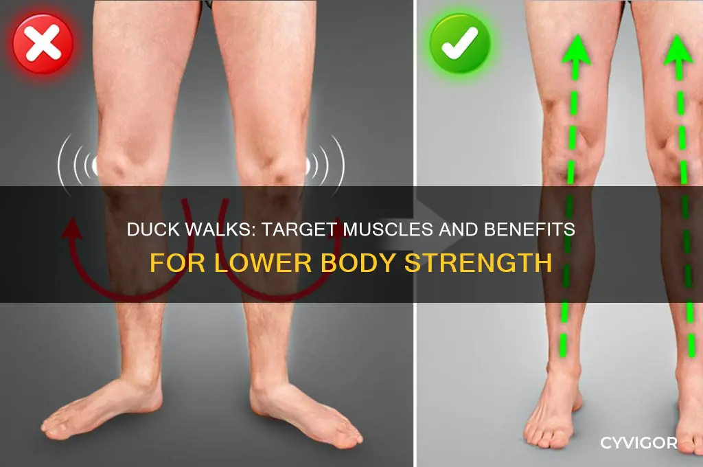 what muscles do duck walks work