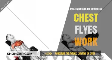 Dumbbell Chest Flyes: Targeted Muscles and Workout Benefits Explained