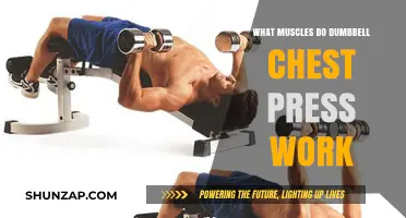 Dumbbell Chest Press: Target Muscles and Workout Benefits Explained