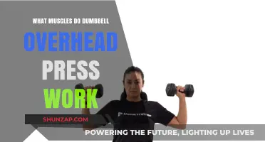 Dumbbell Overhead Press: Targeted Muscles and Strength Benefits Explained