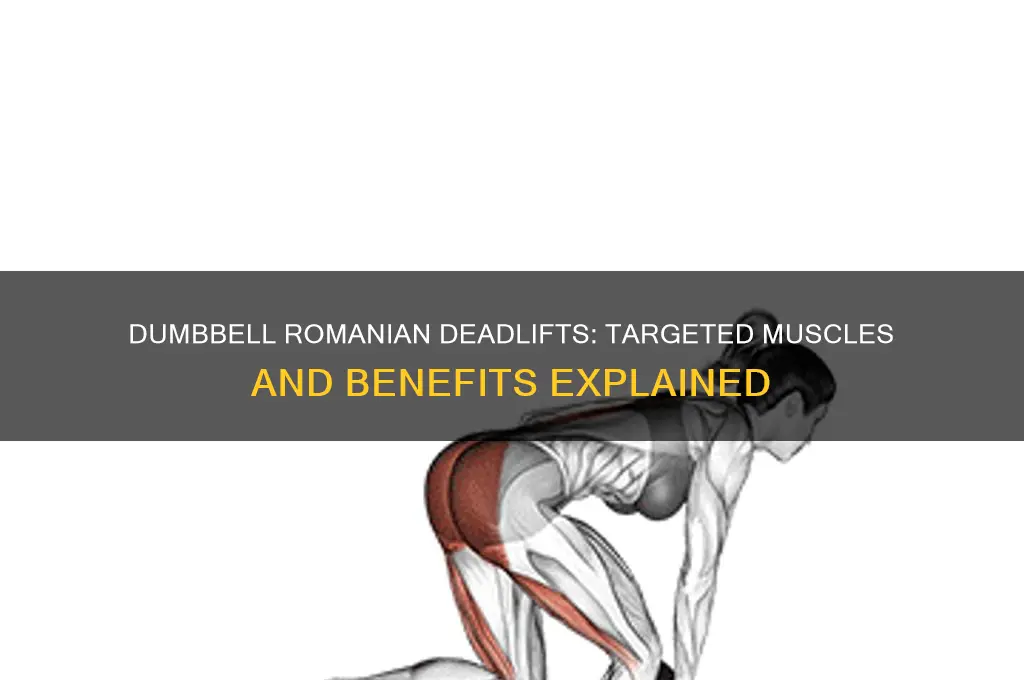 what muscles do dumbbell romanian deadlifts work