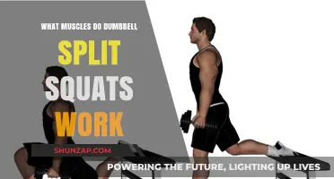 Dumbbell Split Squats: Targeted Muscles and Benefits Explained
