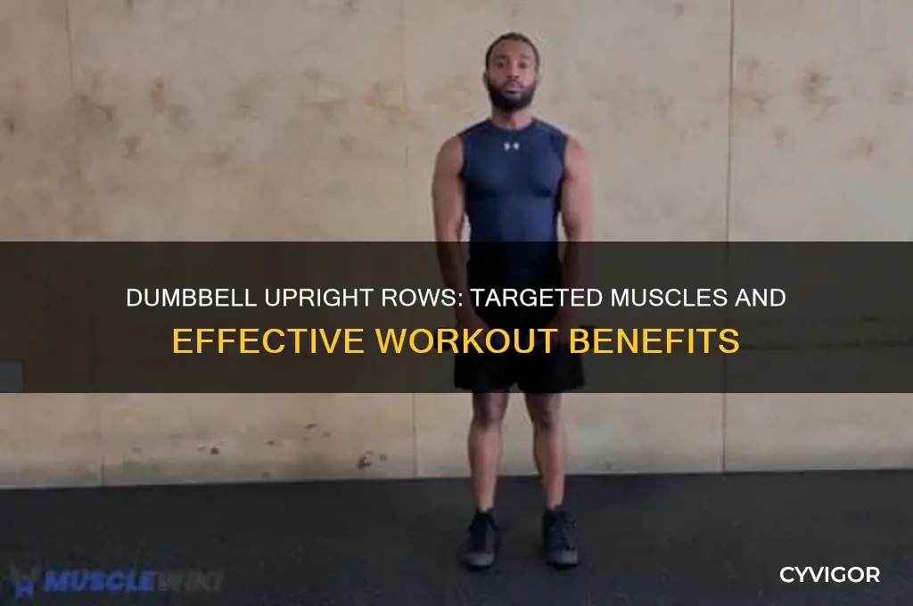 what muscles do dumbbell upright rows work