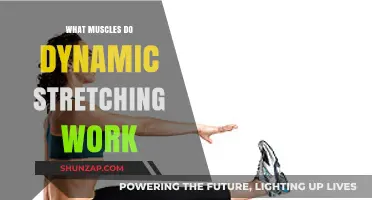 Dynamic Stretching: Target Muscles and Benefits for Flexibility and Performance