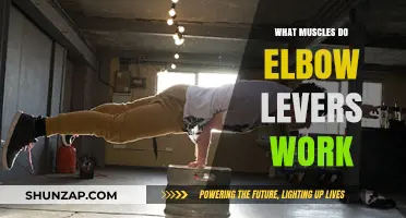 Elbow Lever Workout: Targeted Muscles and Strength Benefits Explained