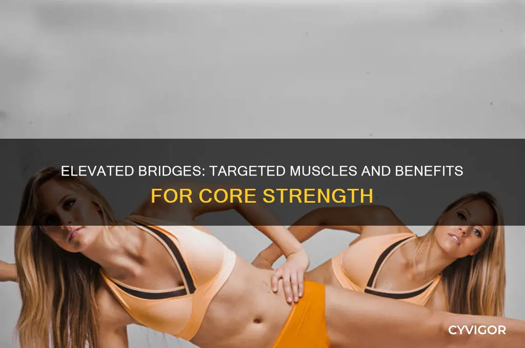 what muscles do elevated bridges work