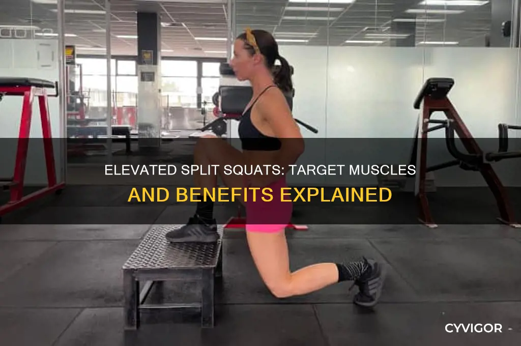 what muscles do elevated split squats work