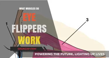 Eye Flippers: Unveiling the Muscles Behind This Unique Eye Movement