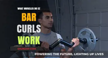 Ez Bar Curls: Targeted Muscles and Effective Arm Workout Benefits