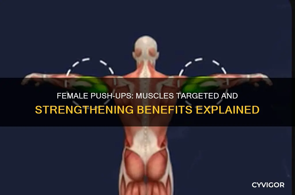 what muscles do female push ups work