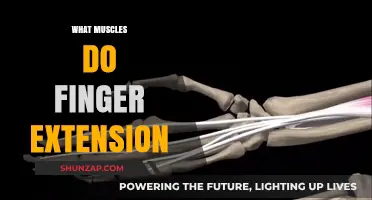 Finger Extension: Which Muscles Are Involved and Why?