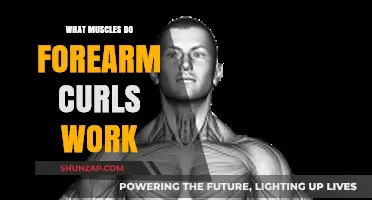 Forearm Curls: Targeted Muscles and Strengthening Benefits Explained