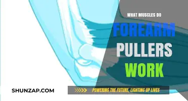 Forearm Pullers: Targeted Muscles and Strength Benefits Explained