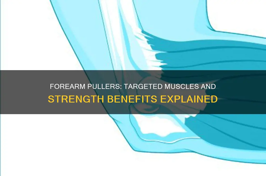 what muscles do forearm pullers work