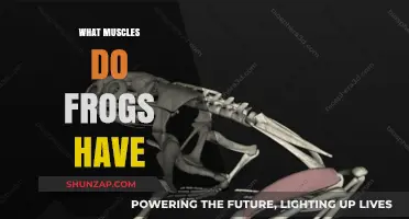 Frogs' Muscular System: A Unique Anatomy