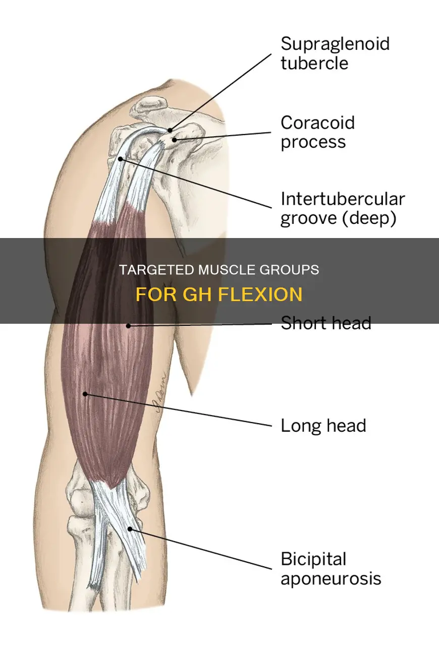 what muscles do gh flexion