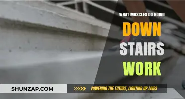 Descending Stairs: Muscles Engaged and Strengthened in Every Step