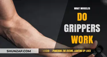 Grip Strength Training: Muscles Targeted by Hand Grippers Explained