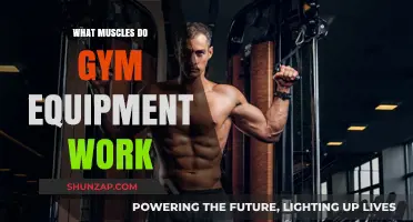 Gym Equipment Guide: Target Muscles and Maximize Your Workout Results