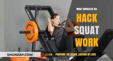 Hack Squat Muscles: Targeted Lower Body Strength Training Explained
