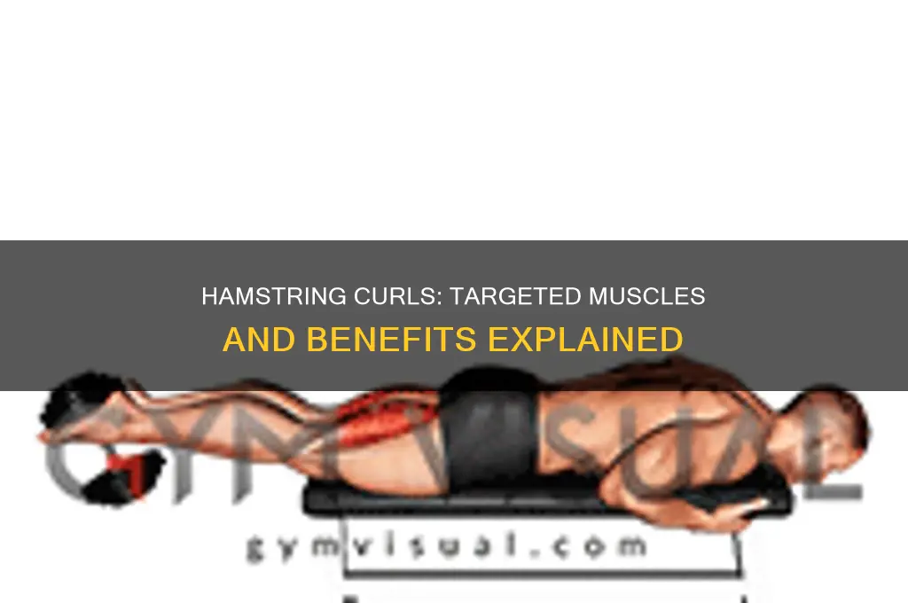 what muscles do hamstring curls work