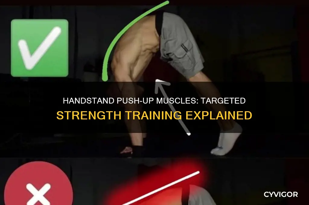 what muscles do handstand push up work
