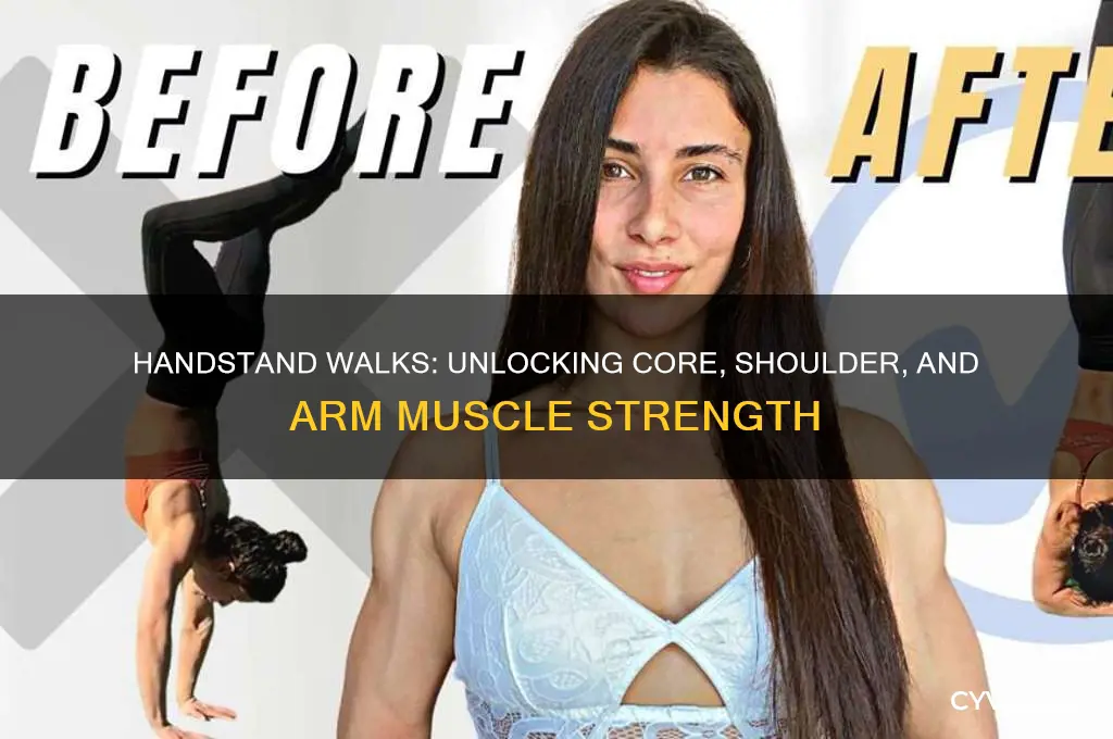 what muscles do handstand walks work