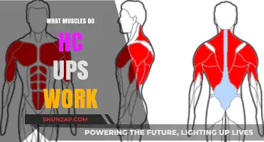 Unleash Your Core Strength: Muscles Targeted by HC Ups Explained