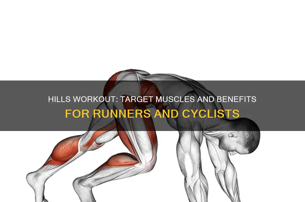 what muscles do hills work