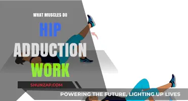 Hip Adduction Muscles: Strengthening Inner Thighs and Core Stability