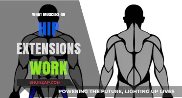 Hip Extensions: Target Muscles and Benefits for Stronger Glutes and Lower Body