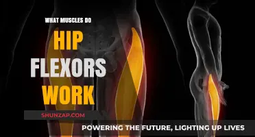 Hip Flexors: Key Muscles They Engage and Strengthen Explained
