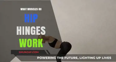 Hip Hinges: Targeted Muscles for Strength and Stability Explained