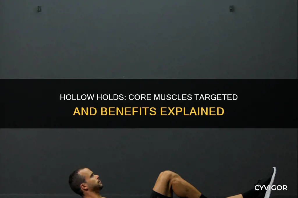 what muscles do hollow holds work
