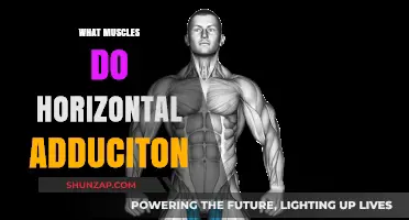 How Horizontal Adduction Targets Your Inner Thigh Muscles