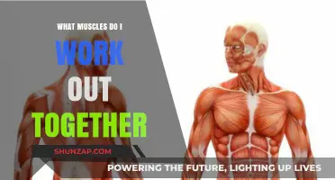 Effective Muscle Pairing: Maximize Your Workouts with Synergistic Training