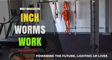 Inchworms: Target Muscles and Benefits for Core and Lower Body Strength