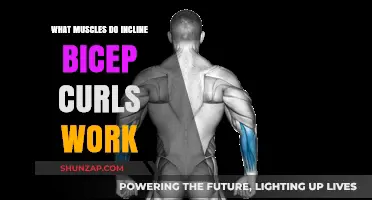 Incline Bicep Curls: Targeted Muscles and Effective Workout Benefits