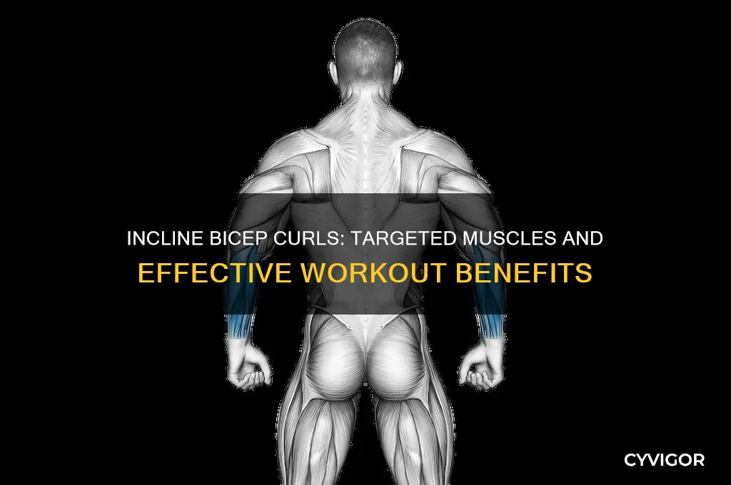 what muscles do incline bicep curls work
