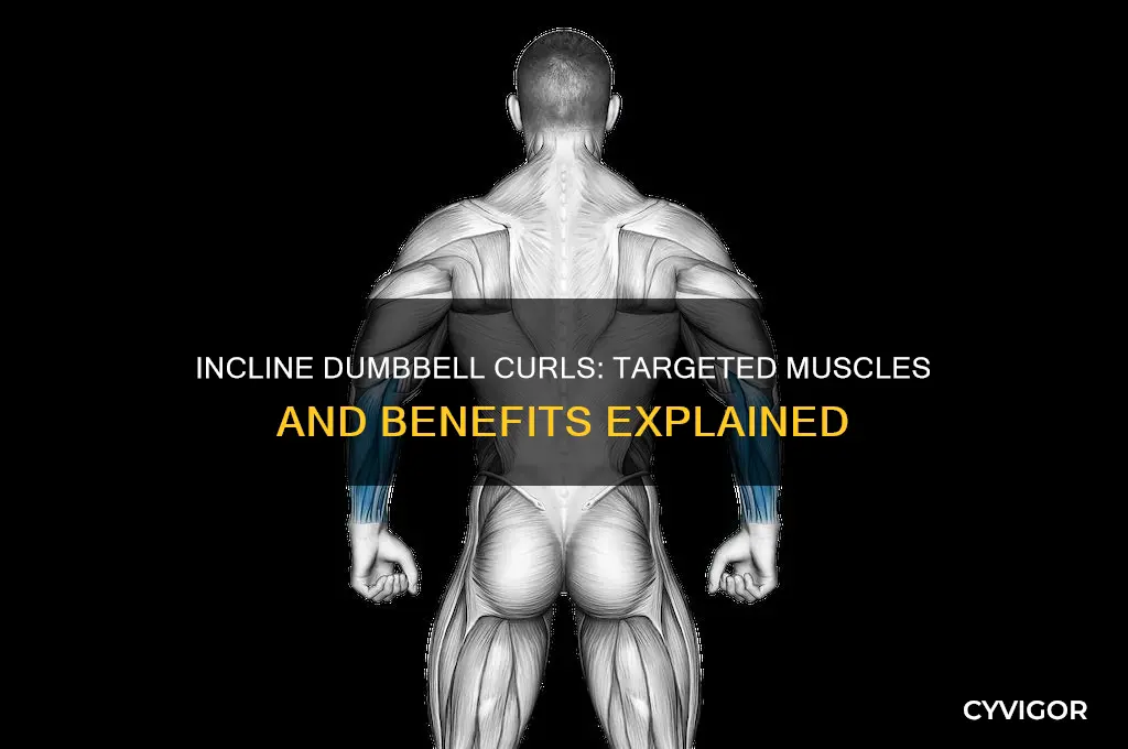 what muscles do incline dumbbell curls work