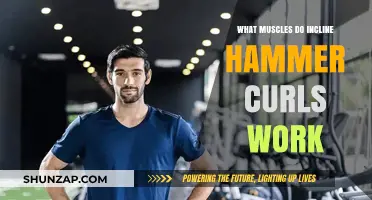 Incline Hammer Curls: Targeted Muscles and Strength Benefits Explained