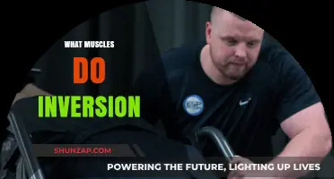 Inversion Exercises: Targeting Your Back and Core Muscles