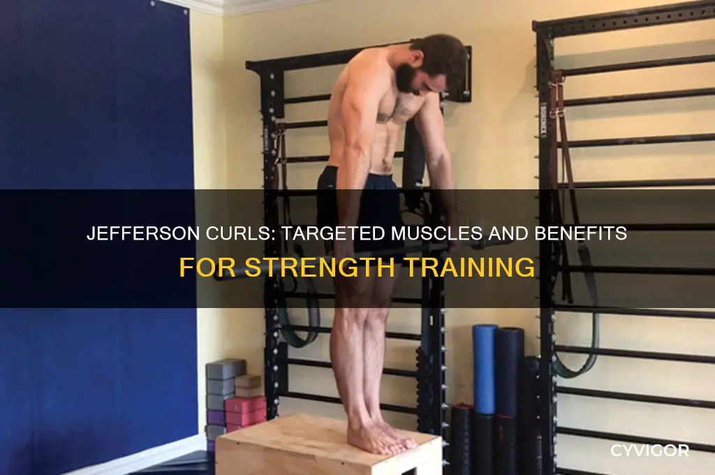 what muscles do jefferson curls work