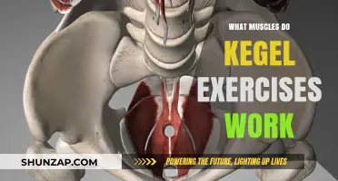 Kegel Exercises: Targeting Pelvic Floor Muscles for Strength and Control