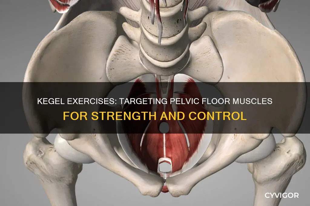 what muscles do kegel exercises work