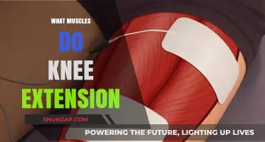 Knee Extension: Which Muscles Are Involved?